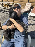 Oliver training, a male Miniature Goldendoodle for sale in Sacramento, CA – Photo 4 of 8