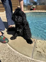 Oliver training, a male Miniature Goldendoodle for sale in Sacramento, CA – Photo 7 of 8