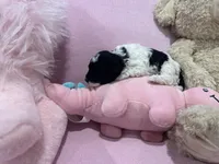 Felicia , a female Poodle - Miniature  for sale in Sacramento, CA – Photo 2 of 4