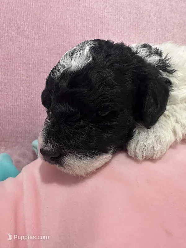 Felicia  – Poodle - Miniature  puppy for sale in Sacramento, CA