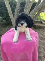 ROSALEY , a female Miniature Goldendoodle for sale in Sacramento, CA – 4 of 6