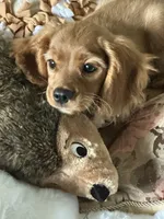 Training included Romeo, a male Cavalier King Charles Spaniel for sale in Sacramento, CA – Photo 5 of 10