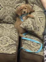 Training included Romeo, a male Cavalier King Charles Spaniel for sale in Sacramento, CA – Photo 4 of 10