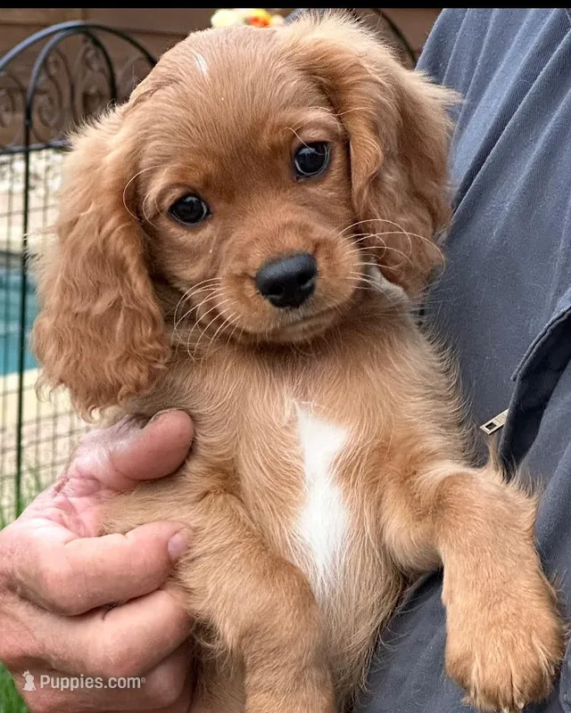 Training included Romeo, a male Cavalier King Charles Spaniel for sale in Sacramento, CA – Photo 1 of 10
