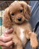 Training included Romeo, a male Cavalier King Charles Spaniel for sale in Sacramento, CA – Photo 1 of 10