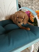 Training included Romeo, a male Cavalier King Charles Spaniel for sale in Sacramento, CA – Photo 8 of 10