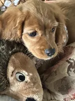 Training included Romeo, a male Cavalier King Charles Spaniel for sale in Sacramento, CA – Photo 2 of 10