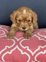 Training included Romeo, a male Cavalier King Charles Spaniel for sale in Sacramento, CA – Photo 3 of 10