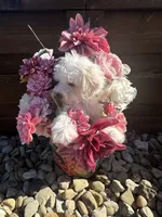 Tiara, a female Miniature Schnauzer and Poodle - Miniature  for sale in Granbury, TX – 5 of 8