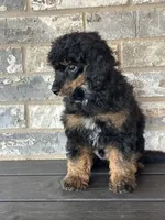 Sawyer, a male Poodle - Miniature  for sale in Sacramento, CA – 4 of 8