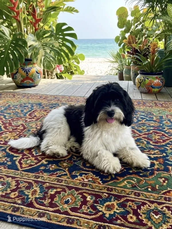 ROSALEY  – Miniature Goldendoodle puppy for sale in Sacramento, CA