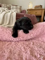 Godiva, a female Miniature Schnauzer and Poodle - Miniature  for sale in Sacramento, CA – 2 of 2