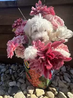 Tiara, a female Miniature Schnauzer and Poodle - Miniature  for sale in Granbury, TX – 7 of 8