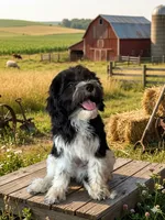 Trey, a male Double Doodle for sale in Sacramento, CA – 6 of 9