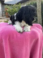 ROSALEY , a female Miniature Goldendoodle for sale in Sacramento, CA – 5 of 6