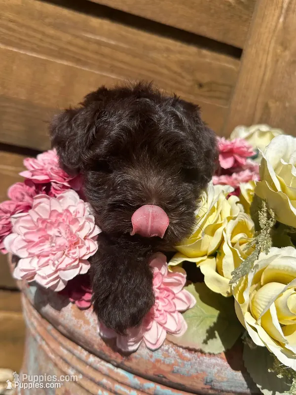 Godiva – Miniature Schnauzer, Poodle - Miniature  puppy for sale in Sacramento, CA