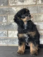 Sawyer, a male Poodle - Miniature  for sale in Sacramento, CA – 3 of 8