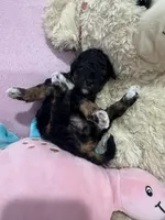 Flashy, a female Poodle - Miniature  for sale in Sacramento, CA – Photo 3 of 4