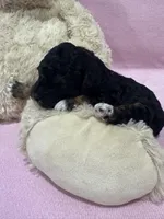 Flashy, a female Poodle - Miniature  for sale in Sacramento, CA – Photo 4 of 4