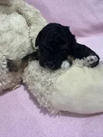 Flashy, a female Poodle - Miniature  for sale in Sacramento, CA – Photo 2 of 4