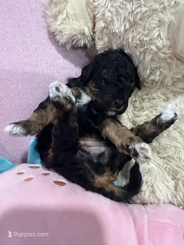 Flashy – Poodle - Miniature  puppy for sale in Sacramento, CA