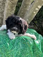 Trey, a male Miniature Goldendoodle for sale in Sacramento, CA – 2 of 5