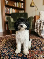 ROSALEY , a female Double Doodle for sale in Sacramento, CA – 2 of 10