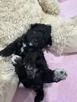 Elijah, a male Poodle - Miniature  for sale in Sacramento, CA – Photo 2 of 3