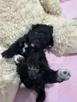 Elijah, a male Poodle - Miniature  for sale in Sacramento, CA – Photo 1 of 3