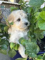 Gucci, a male Miniature Schnauzer and Poodle - Miniature  for sale in Granbury, TX – 6 of 6
