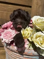 Godiva, a female Miniature Schnauzer and Poodle - Miniature  for sale in Granbury, TX – 4 of 6