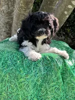 Trey, a male Miniature Goldendoodle for sale in Sacramento, CA – 4 of 5
