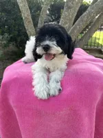 ROSALEY , a female Miniature Goldendoodle for sale in Sacramento, CA – 2 of 6