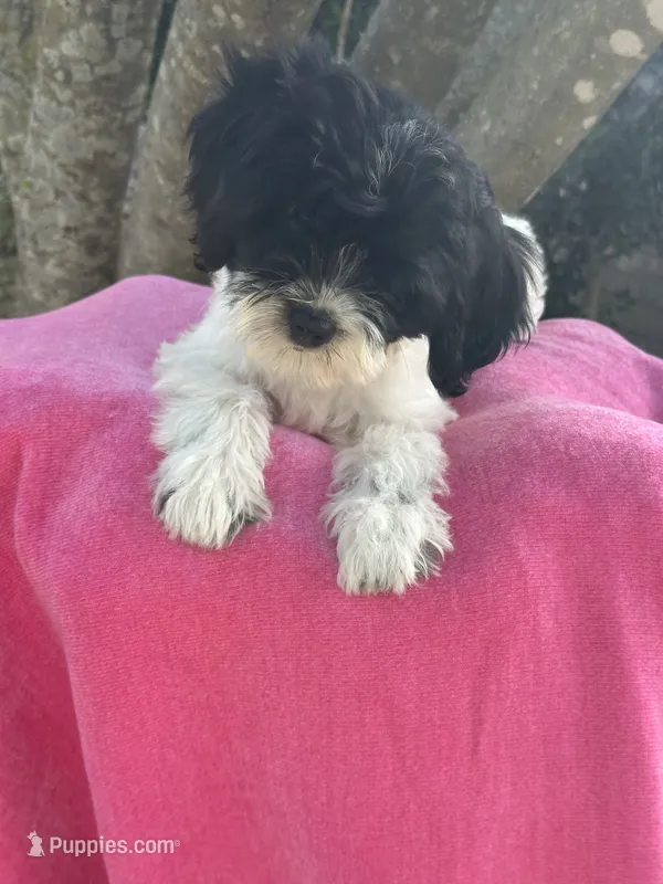Gracie  – Miniature Goldendoodle puppy for sale in Sacramento, CA