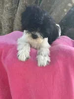Gracie , a female Miniature Goldendoodle for sale in Sacramento, CA – 1 of 5