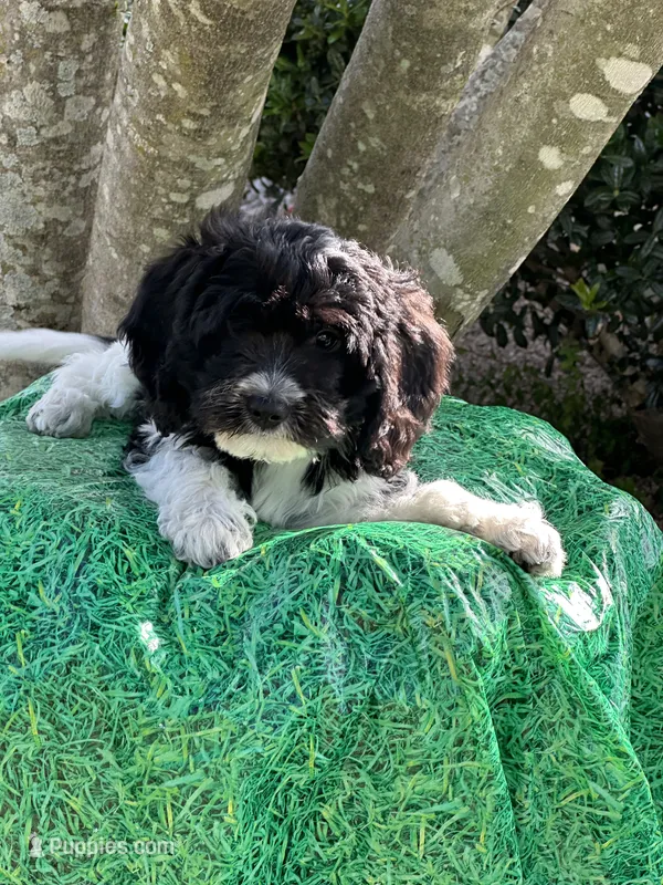 Trey – Miniature Goldendoodle puppy for sale in Sacramento, CA
