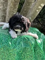 Trey, a male Miniature Goldendoodle for sale in Sacramento, CA – 1 of 5