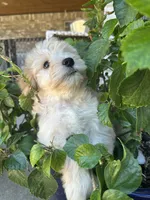 Gucci, a male Miniature Schnauzer and Poodle - Miniature  for sale in Granbury, TX – 4 of 6