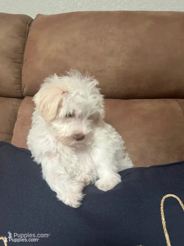 Tiara – Miniature Schnauzer, Poodle - Miniature  puppy for sale in Sacramento, CA