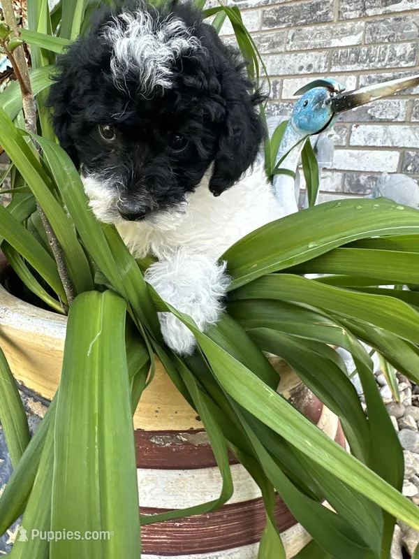Felicia  – Poodle - Miniature  puppy for sale in Sacramento, CA