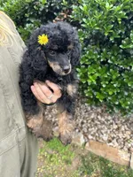 Sawyer, a male Poodle - Miniature  for sale in Sacramento, CA – 6 of 8