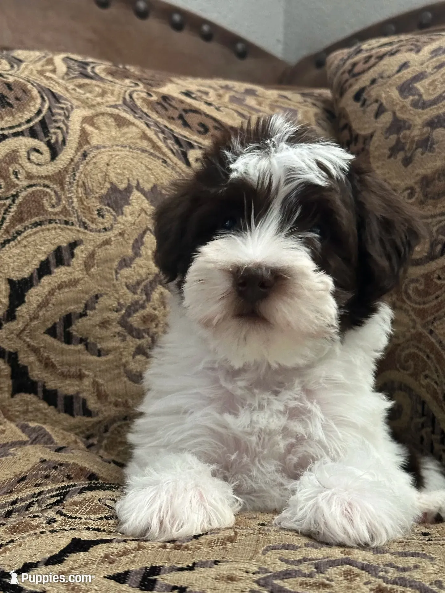 Bougie, a male Miniature Schnauzer and Poodle - Miniature  for sale in Granbury, TX – 1 of 9