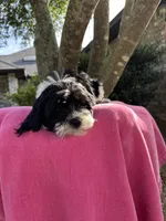 Gracie , a female Miniature Goldendoodle for sale in Sacramento, CA – 3 of 5