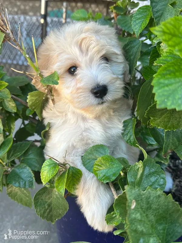 Gucci – Miniature Schnauzer, Poodle - Miniature  puppy for sale in Sacramento, CA