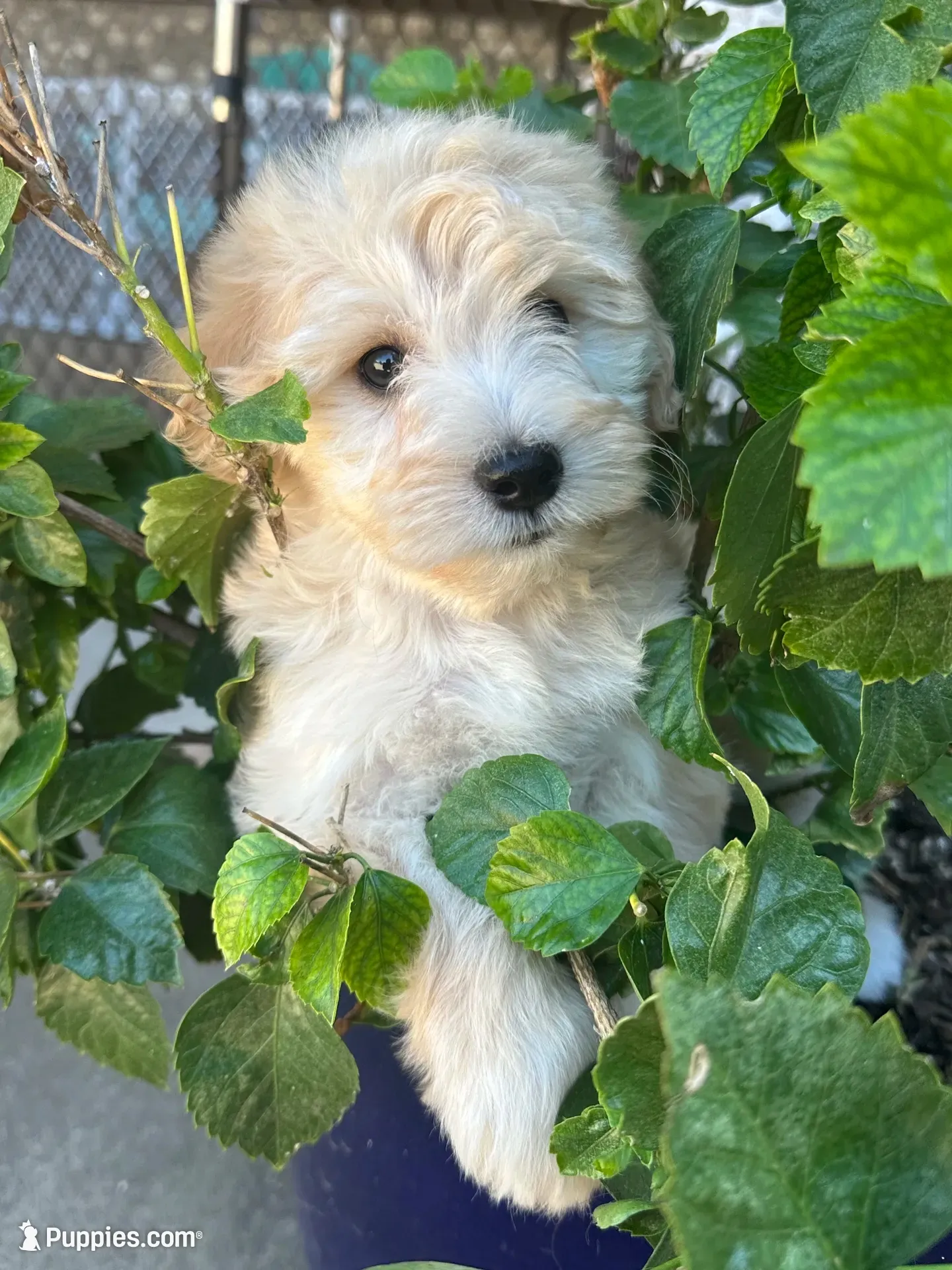 Gucci, a male Miniature Schnauzer and Poodle - Miniature  for sale in Granbury, TX – 1 of 6