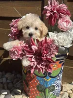 Chanel, a female Miniature Schnauzer and Poodle - Miniature  for sale in Granbury, TX – 4 of 5