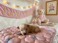 Chanel, a female Miniature Schnauzer and Poodle - Miniature  for sale in Sacramento, CA – 2 of 2