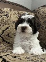 Bougie, a male Miniature Schnauzer and Poodle - Miniature  for sale in Granbury, TX – 8 of 9