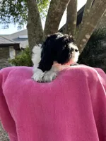 Gracie , a female Miniature Goldendoodle for sale in Sacramento, CA – 4 of 5