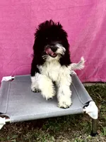 ROSALEY , a female Double Doodle for sale in Sacramento, CA – 3 of 10